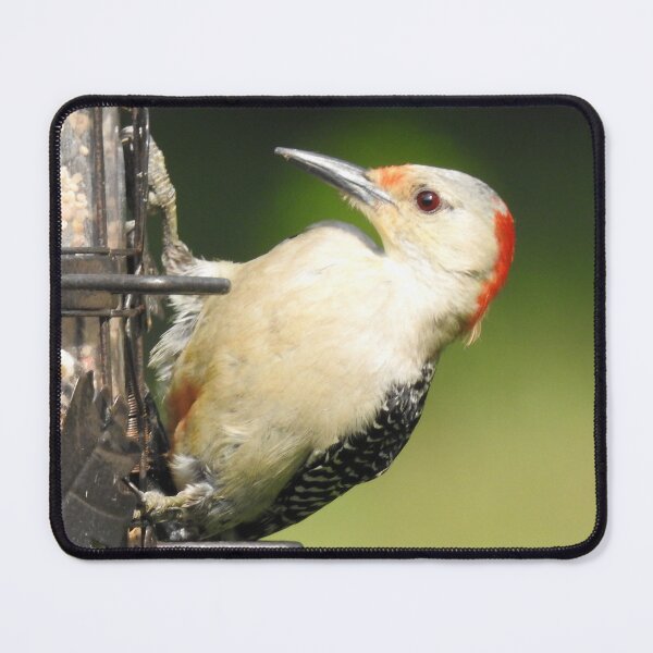 Item preview, Red-bellied Woodpecker on Birdfeeder designed and sold by priesterjen.