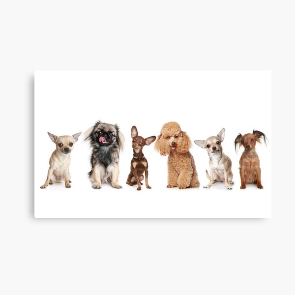 My Furry Friends Canvas Print