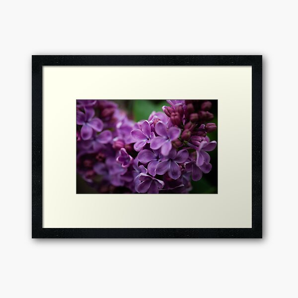Item preview, Blooming lilac close-up – spring scent & nature photography designed and sold by timoboyken.