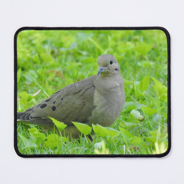 Item preview, Mourning Dove  designed and sold by priesterjen.