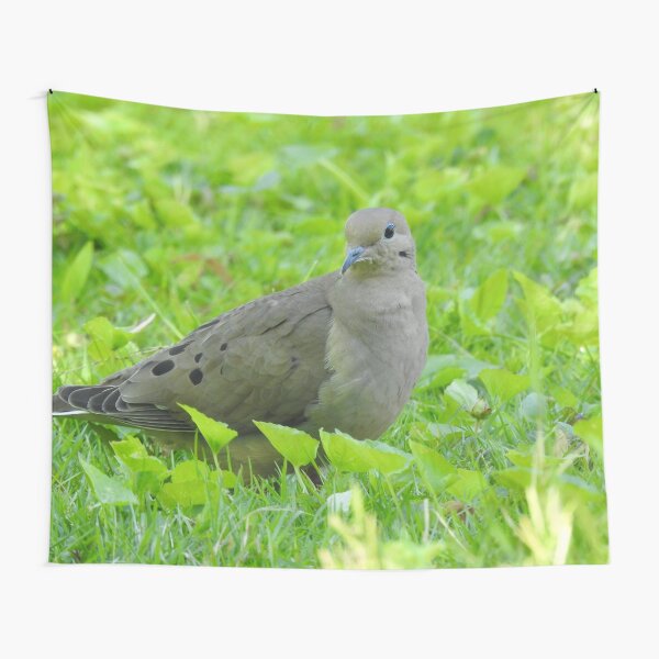 Item preview, Mourning Dove  designed and sold by priesterjen.