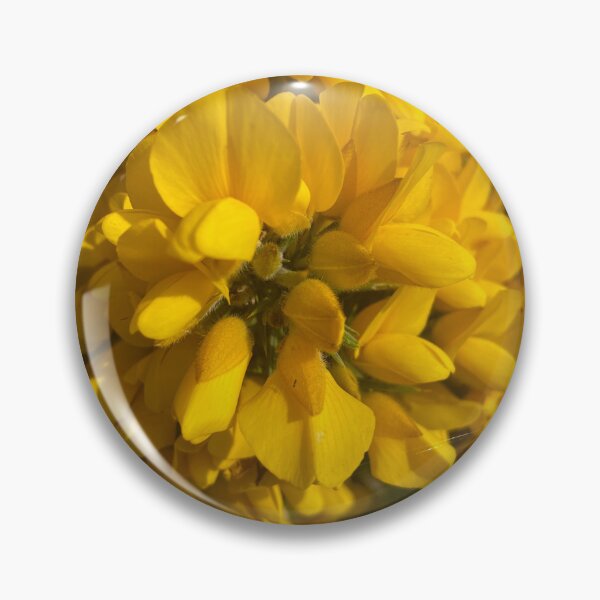 Item preview, Ulex europaeus, Gorse, Cromer, Norfolk, UK designed and sold by Kate Anderson Art.