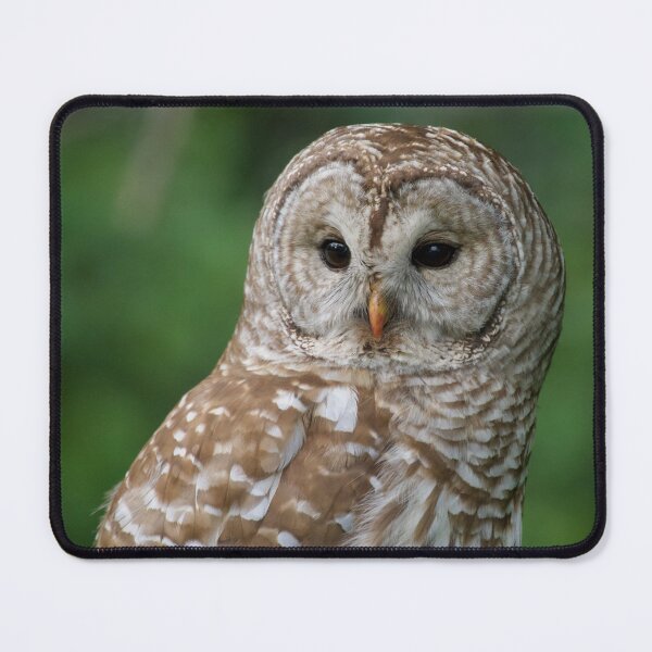 Item preview, Barred Owl designed and sold by Erin LeFevre-Josephs.
