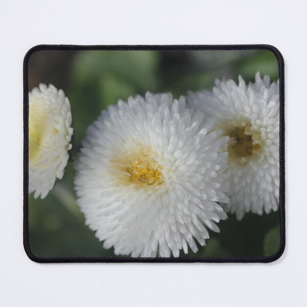 Item preview, Daisy - Bellis 'Parkinson's Double White' designed and sold by Kate Anderson Art.