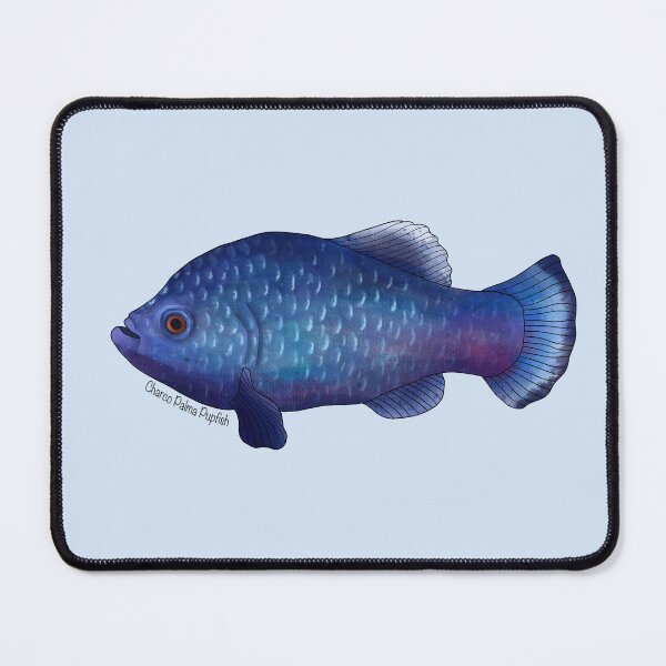 Item preview, Charco Palma Pupfish Painting designed and sold by Meganemer4.