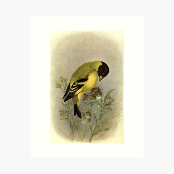 Item preview, Black-headed Siskin by Henrik Grønvold from "Birds of La Plata" by William Henry Hudson, 1920 designed and sold by mariapopova.