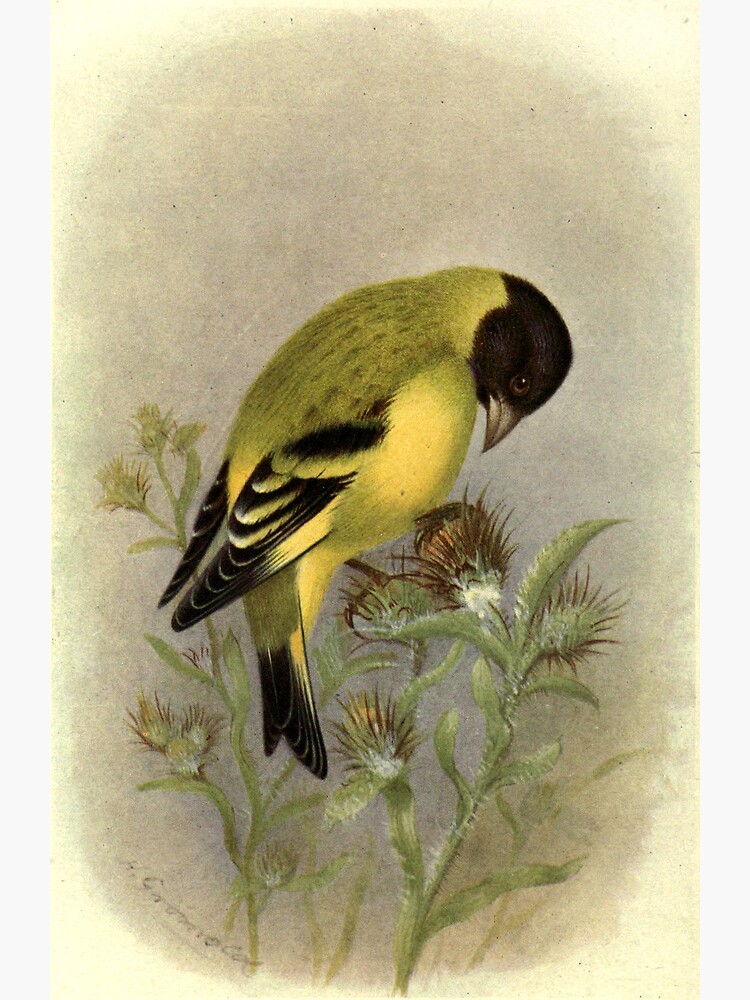 Thumbnail 2 of 2, Greeting Card, Black-headed Siskin by Henrik Grønvold from "Birds of La Plata" by William Henry Hudson, 1920 designed and sold by mariapopova.