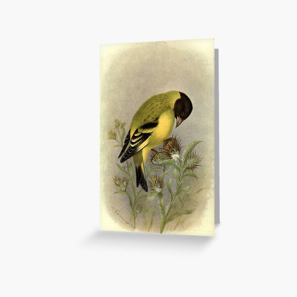 Item preview, Black-headed Siskin by Henrik Grønvold from "Birds of La Plata" by William Henry Hudson, 1920 designed and sold by mariapopova.