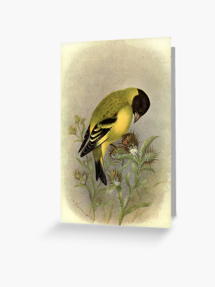 Thumbnail 1 of 2, Greeting Card, Black-headed Siskin by Henrik Grønvold from "Birds of La Plata" by William Henry Hudson, 1920 designed and sold by mariapopova.