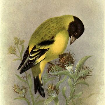 Artwork thumbnail, Black-headed Siskin by Henrik Grønvold from "Birds of La Plata" by William Henry Hudson, 1920 by mariapopova