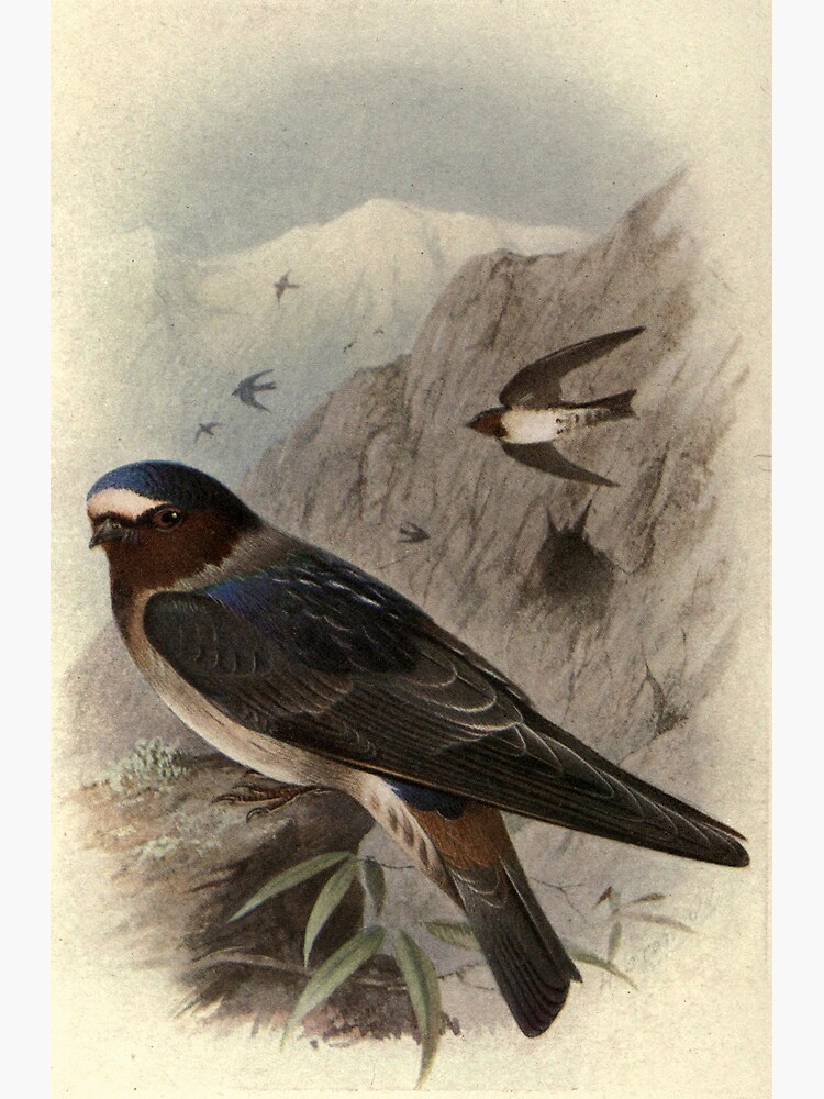 Thumbnail 2 of 2, Greeting Card, Red-faced Rock Martin by Henrik Grønvold from "Birds of La Plata" by William Henry Hudson, 1920 designed and sold by mariapopova.