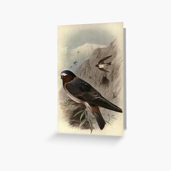 Item preview, Red-faced Rock Martin by Henrik Grønvold from "Birds of La Plata" by William Henry Hudson, 1920 designed and sold by mariapopova.