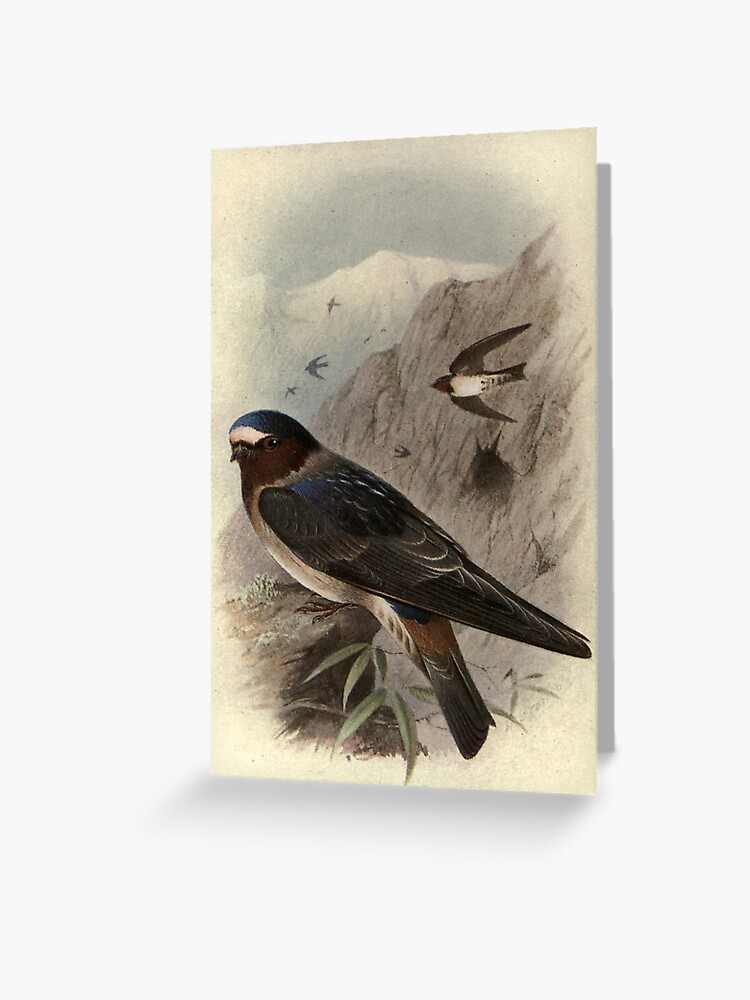 Thumbnail 1 of 2, Greeting Card, Red-faced Rock Martin by Henrik Grønvold from "Birds of La Plata" by William Henry Hudson, 1920 designed and sold by mariapopova.