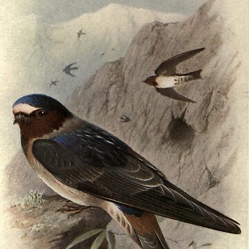 Artwork thumbnail, Red-faced Rock Martin by Henrik Grønvold from "Birds of La Plata" by William Henry Hudson, 1920 by mariapopova