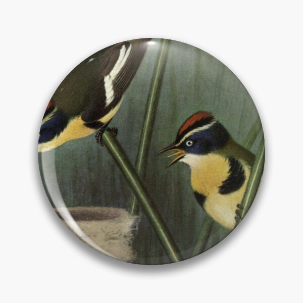 Item preview, Many-coloured Knight by Henrik Grønvold from "Birds of La Plata" by William Henry Hudson, 1920 designed and sold by mariapopova.