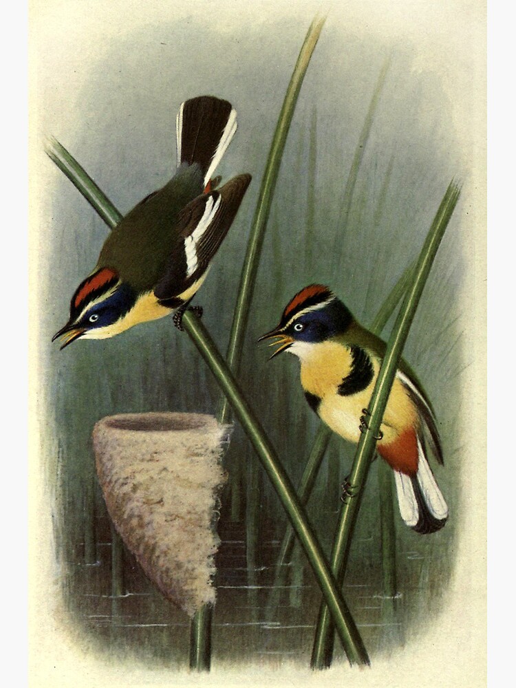 Thumbnail 2 of 2, Greeting Card, Many-coloured Knight by Henrik Grønvold from "Birds of La Plata" by William Henry Hudson, 1920 designed and sold by mariapopova.
