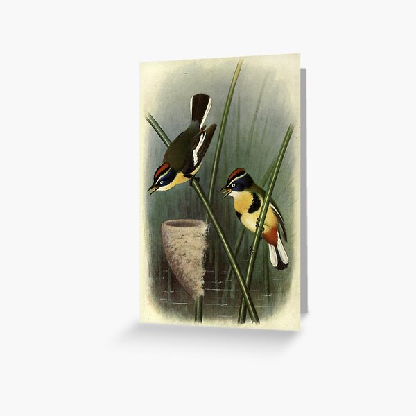 Item preview, Many-coloured Knight by Henrik Grønvold from "Birds of La Plata" by William Henry Hudson, 1920 designed and sold by mariapopova.