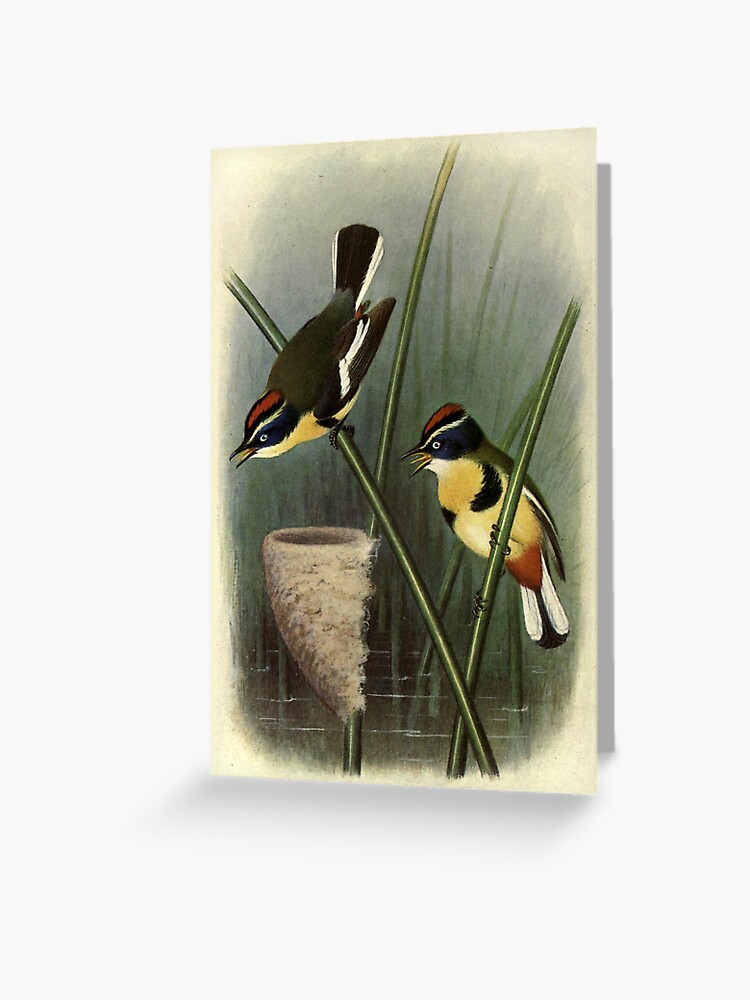 Thumbnail 1 of 2, Greeting Card, Many-coloured Knight by Henrik Grønvold from "Birds of La Plata" by William Henry Hudson, 1920 designed and sold by mariapopova.