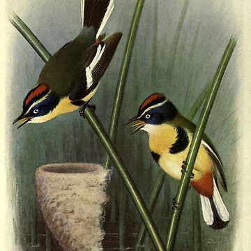 Artwork thumbnail, Many-coloured Knight by Henrik Grønvold from "Birds of La Plata" by William Henry Hudson, 1920 by mariapopova