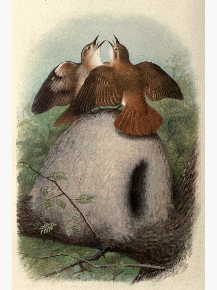 Thumbnail 2 of 2, Greeting Card, Red Oven-bird by Henrik Grønvold from "Birds of La Plata" by William Henry Hudson, 1920 designed and sold by mariapopova.