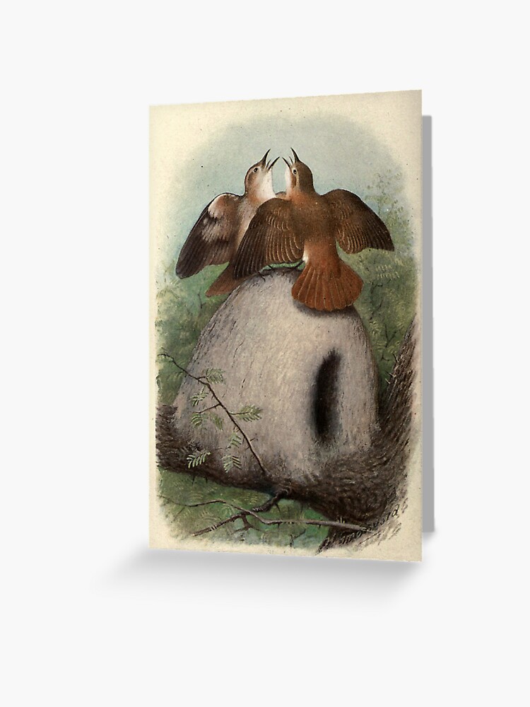 Thumbnail 1 of 2, Greeting Card, Red Oven-bird by Henrik Grønvold from "Birds of La Plata" by William Henry Hudson, 1920 designed and sold by mariapopova.