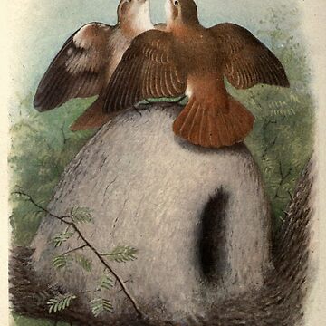 Artwork thumbnail, Red Oven-bird by Henrik Grønvold from "Birds of La Plata" by William Henry Hudson, 1920 by mariapopova