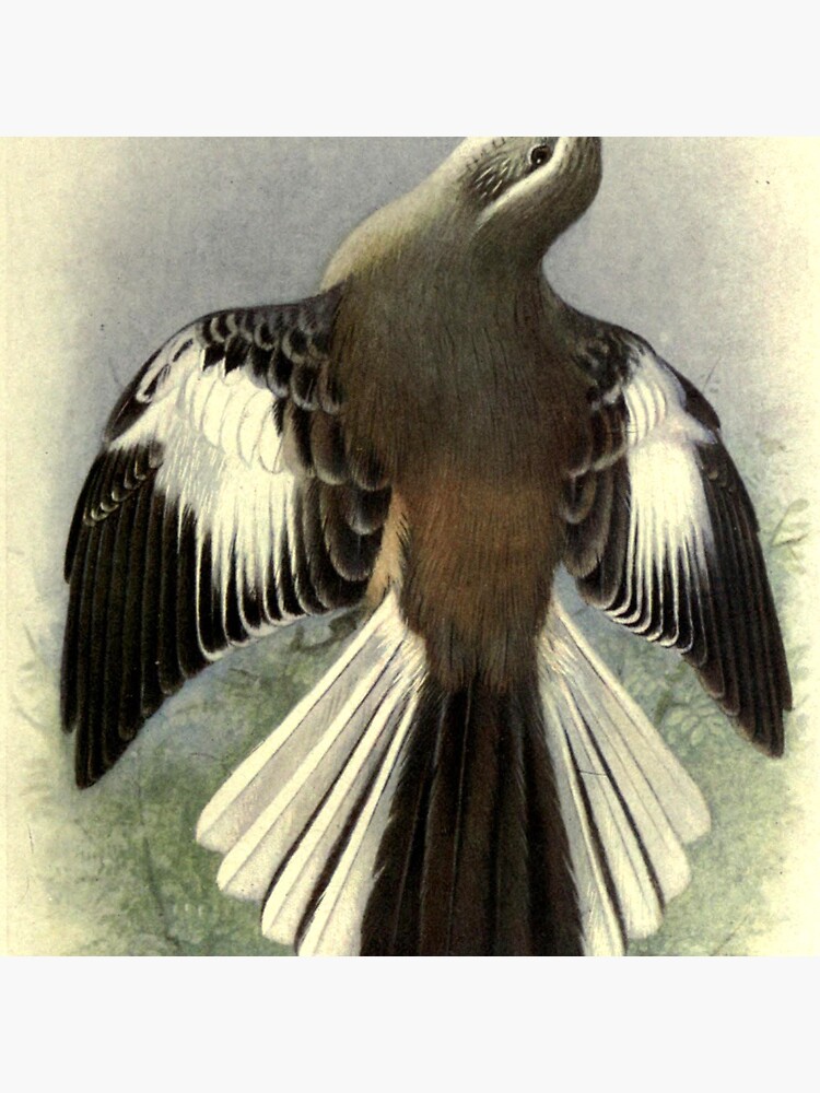 Thumbnail 3 of 3, Pin, White-banded Mockingbird by Henrik Grønvold from "Birds of La Plata" by William Henry Hudson, 1920 designed and sold by mariapopova.