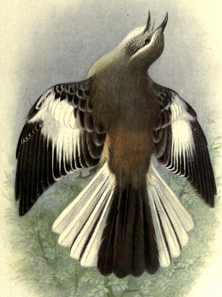 Thumbnail 4 of 4, iPhone Case, White-banded Mockingbird by Henrik Grønvold from "Birds of La Plata" by William Henry Hudson, 1920 designed and sold by mariapopova.