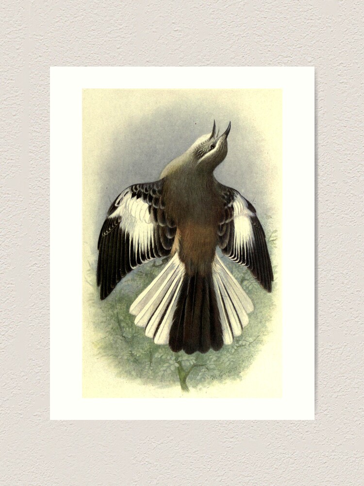 Thumbnail 1 of 3, Art Print, White-banded Mockingbird by Henrik Grønvold from "Birds of La Plata" by William Henry Hudson, 1920 designed and sold by mariapopova.