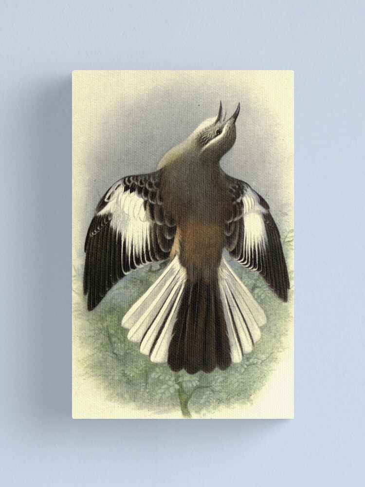 Thumbnail 1 of 3, Canvas Print, White-banded Mockingbird by Henrik Grønvold from "Birds of La Plata" by William Henry Hudson, 1920 designed and sold by mariapopova.