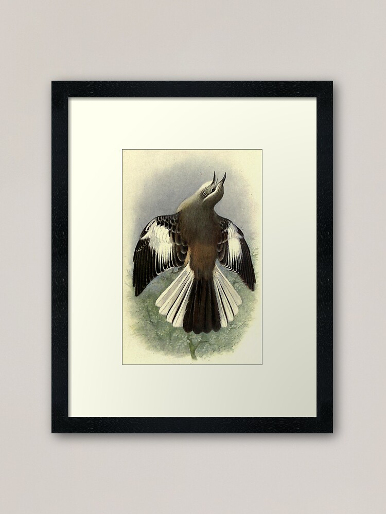 Thumbnail 1 of 7, Framed Art Print, White-banded Mockingbird by Henrik Grønvold from "Birds of La Plata" by William Henry Hudson, 1920 designed and sold by mariapopova.