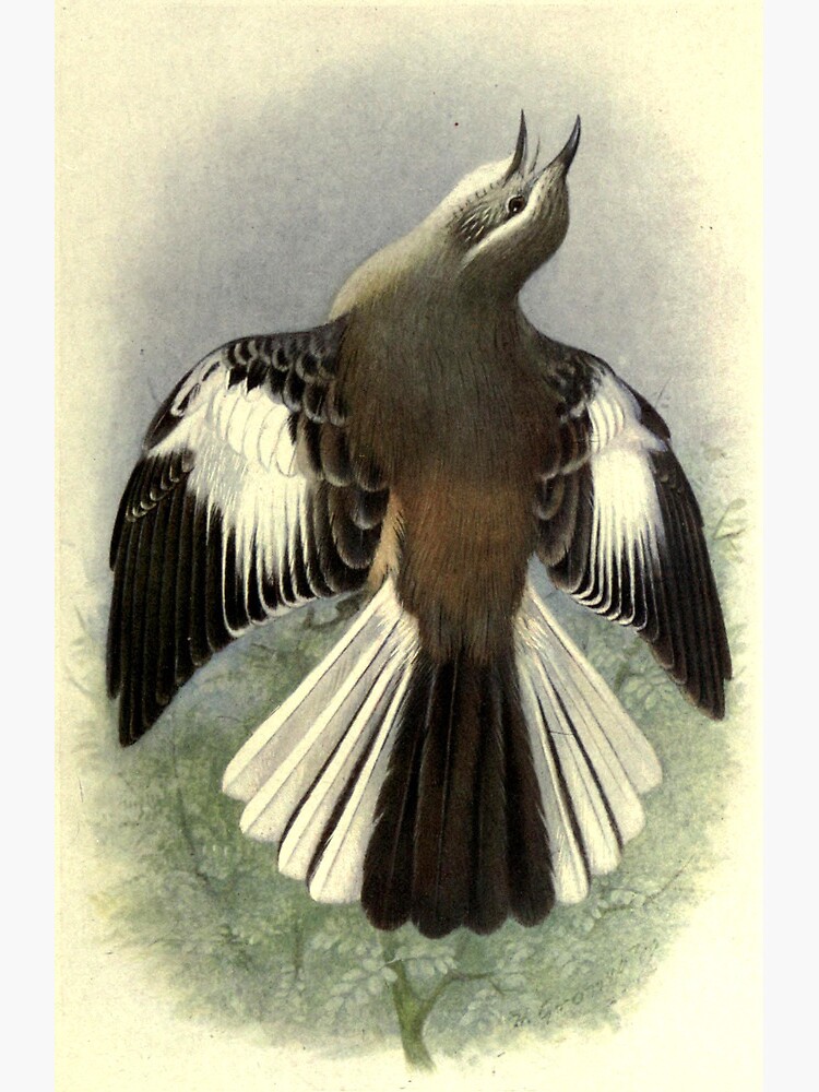 Thumbnail 2 of 2, Greeting Card, White-banded Mockingbird by Henrik Grønvold from "Birds of La Plata" by William Henry Hudson, 1920 designed and sold by mariapopova.