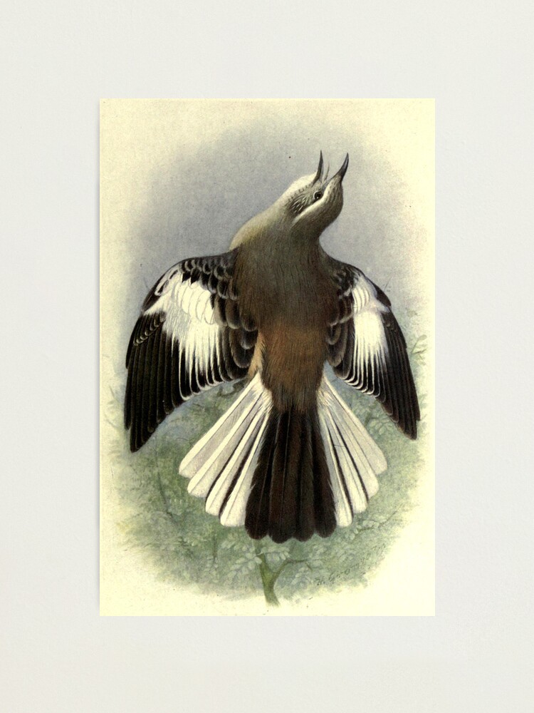 Thumbnail 1 of 3, Photographic Print, White-banded Mockingbird by Henrik Grønvold from "Birds of La Plata" by William Henry Hudson, 1920 designed and sold by mariapopova.