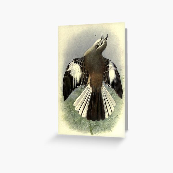 Item preview, White-banded Mockingbird by Henrik Grønvold from "Birds of La Plata" by William Henry Hudson, 1920 designed and sold by mariapopova.