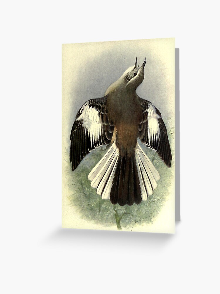 Thumbnail 1 of 2, Greeting Card, White-banded Mockingbird by Henrik Grønvold from "Birds of La Plata" by William Henry Hudson, 1920 designed and sold by mariapopova.