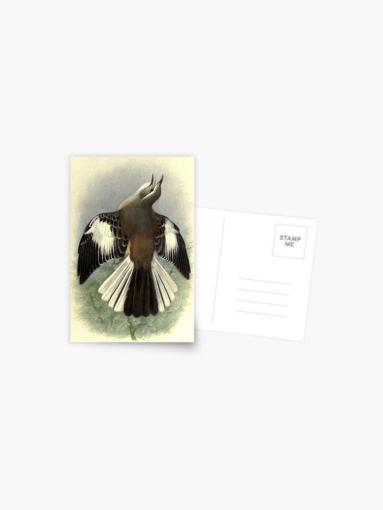 Thumbnail 1 of 2, Postcard, White-banded Mockingbird by Henrik Grønvold from "Birds of La Plata" by William Henry Hudson, 1920 designed and sold by mariapopova.