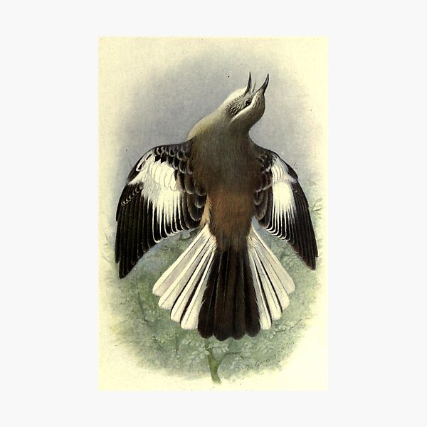 Photographic Print
