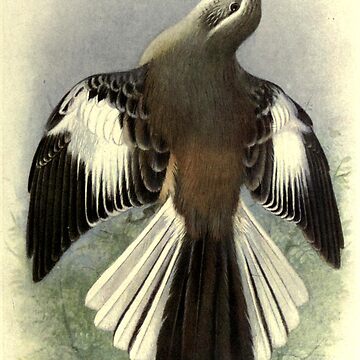 Artwork thumbnail, White-banded Mockingbird by Henrik Grønvold from "Birds of La Plata" by William Henry Hudson, 1920 by mariapopova