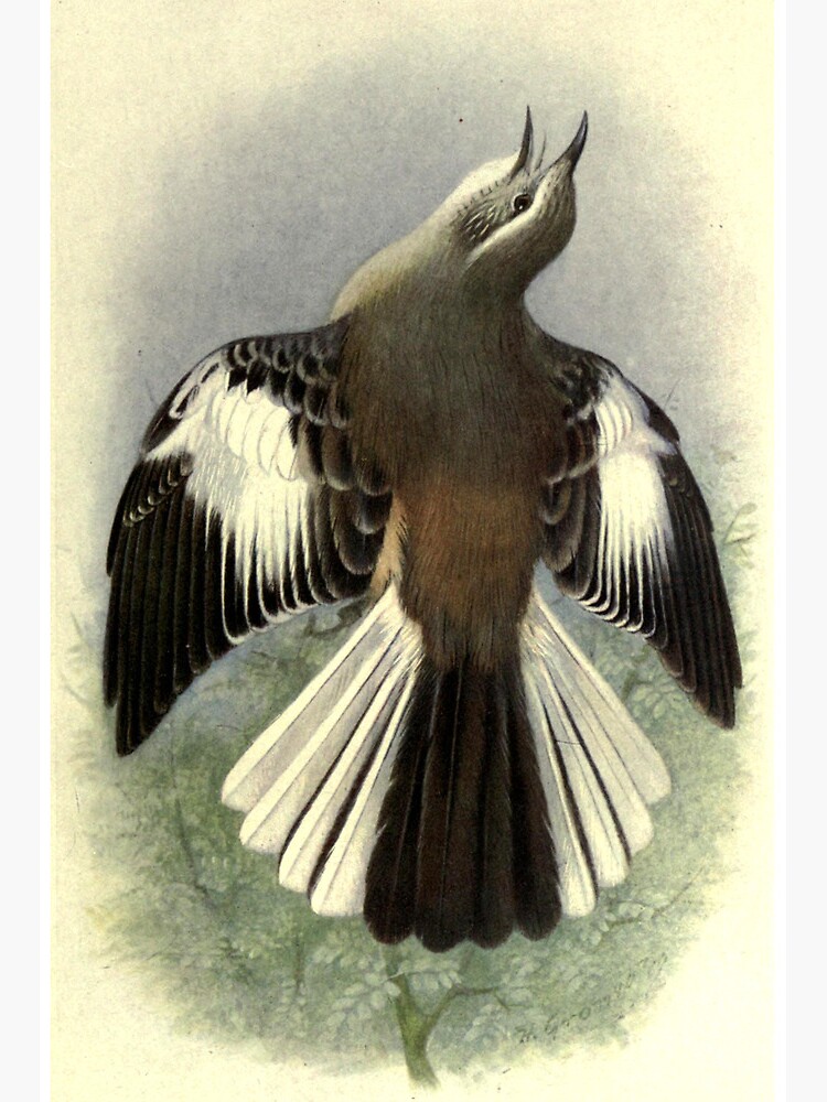 Thumbnail 2 of 2, Art Board Print, White-banded Mockingbird by Henrik Grønvold from "Birds of La Plata" by William Henry Hudson, 1920 designed and sold by mariapopova.