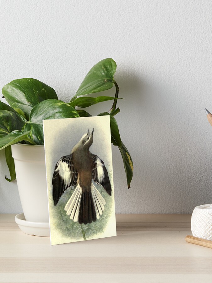 Thumbnail 1 of 2, Art Board Print, White-banded Mockingbird by Henrik Grønvold from "Birds of La Plata" by William Henry Hudson, 1920 designed and sold by mariapopova.