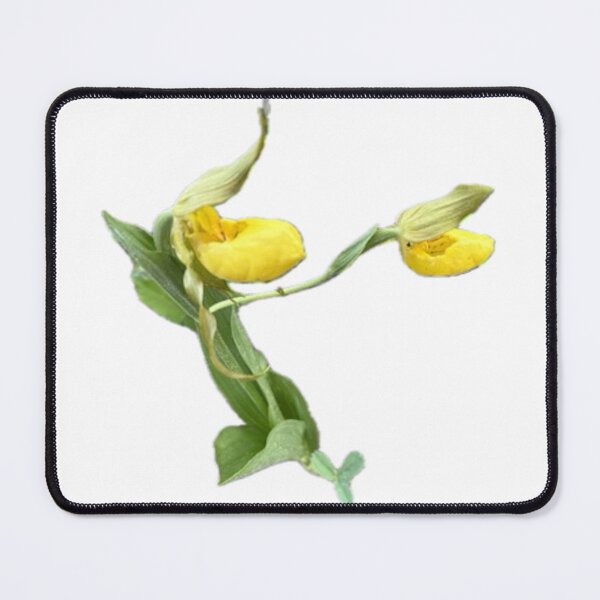 Item preview, Cypripedium parviflorum (Yellow Lady's Slippers) designed and sold by PeachesandPear.
