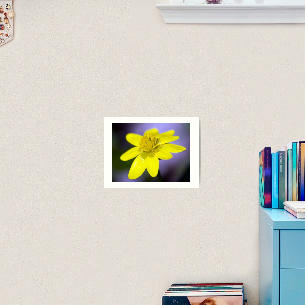 Yellow Celendines Art Print