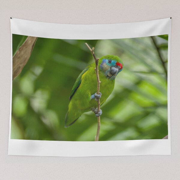 Item preview, Double Eyed Fig Parrot (Female) designed and sold by TGrowden.