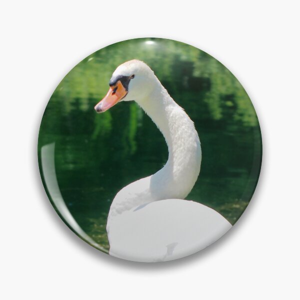 Aperçu de l'œuvre Cygne regardant la caméra avec un air en colère créée et vendue par BackyardBirder.