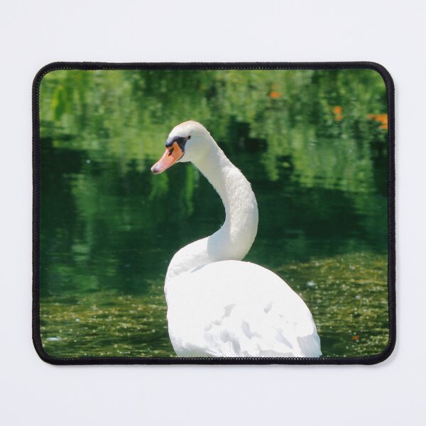 Item preview, Swan Staring at The Camera Looking Angry designed and sold by BackyardBirder.
