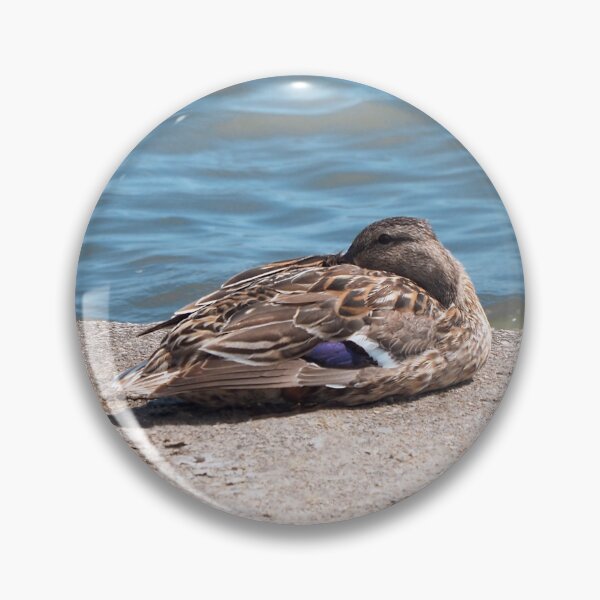 Item preview, Duck Resting On a Rock By The Water designed and sold by BackyardBirder.