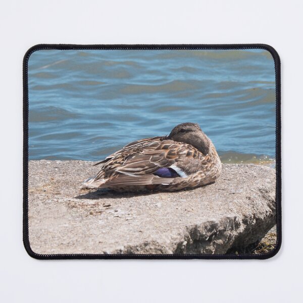 Item preview, Duck Resting On a Rock By The Water designed and sold by BackyardBirder.