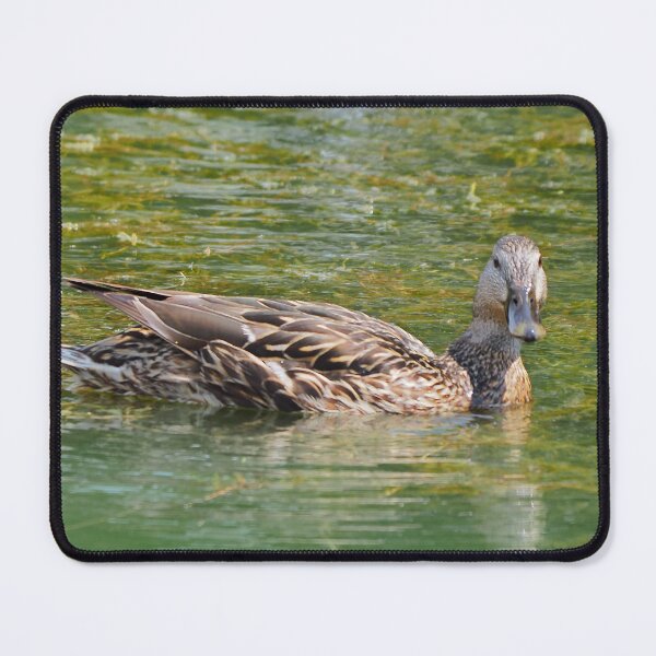 Item preview, Momma Duck Swimming In The Pond designed and sold by BackyardBirder.