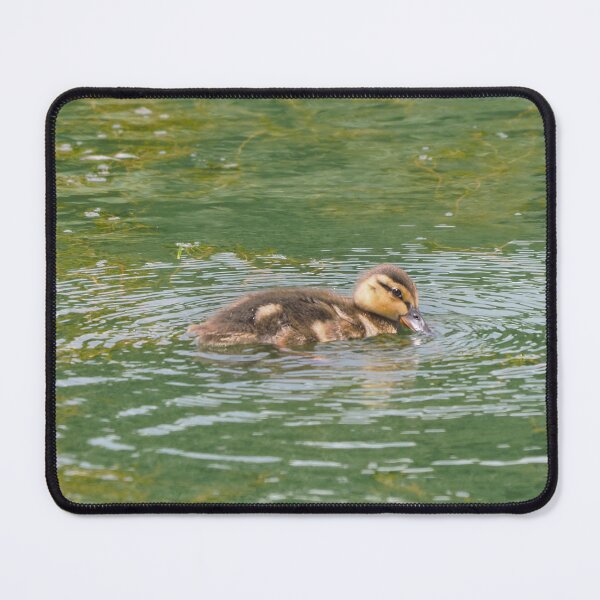 Item preview, Duckling Stare and Swim designed and sold by BackyardBirder.
