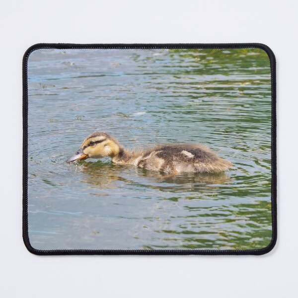 Item preview, Duckling Taking a Drink of The Pond Water designed and sold by BackyardBirder.